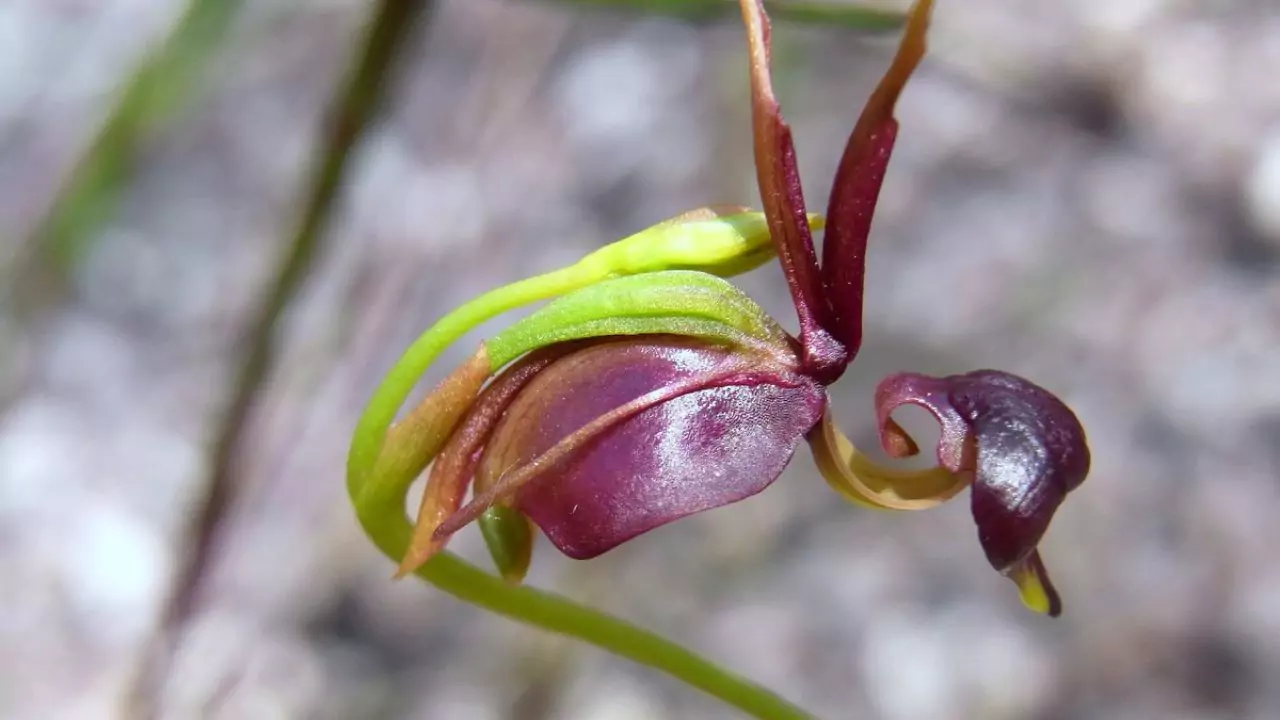 Flying duck Orchid
