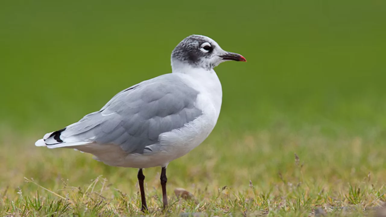 Franklins Gull