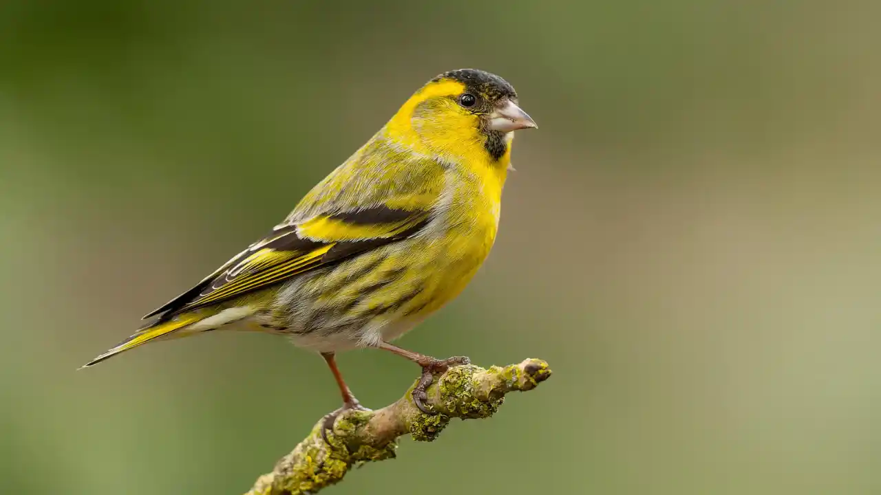 Garden bird