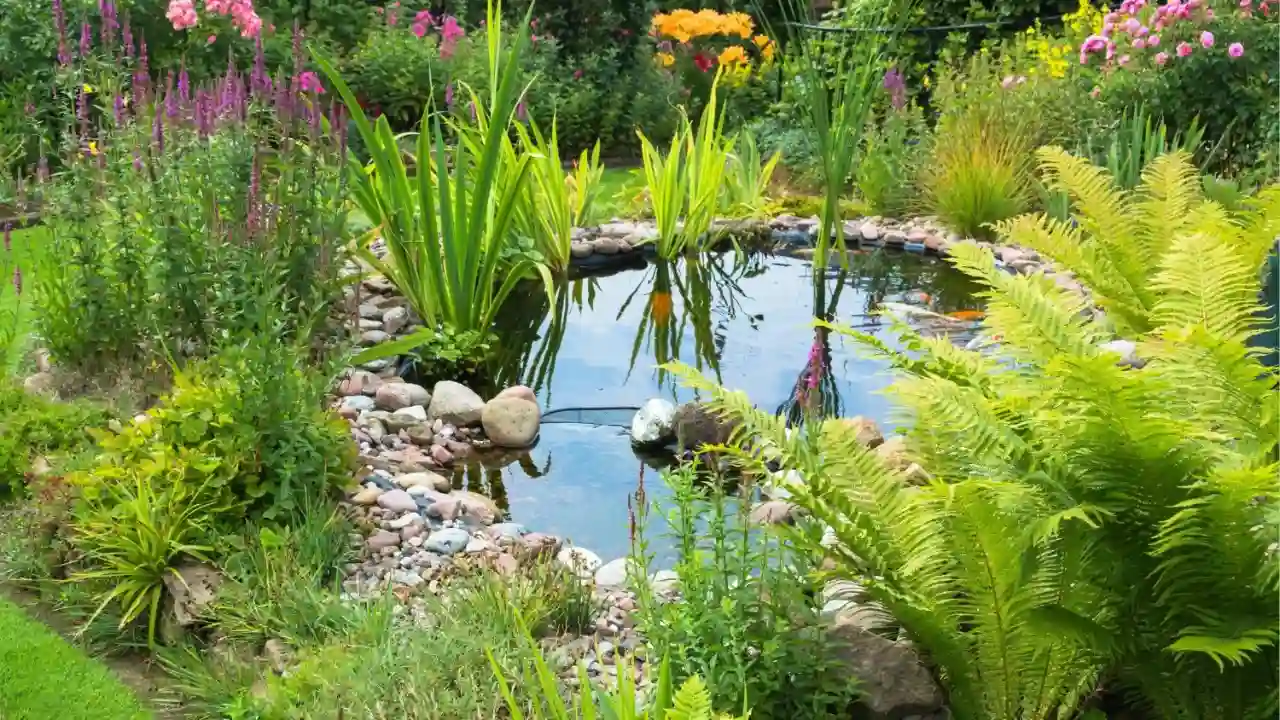 Garden pond 1