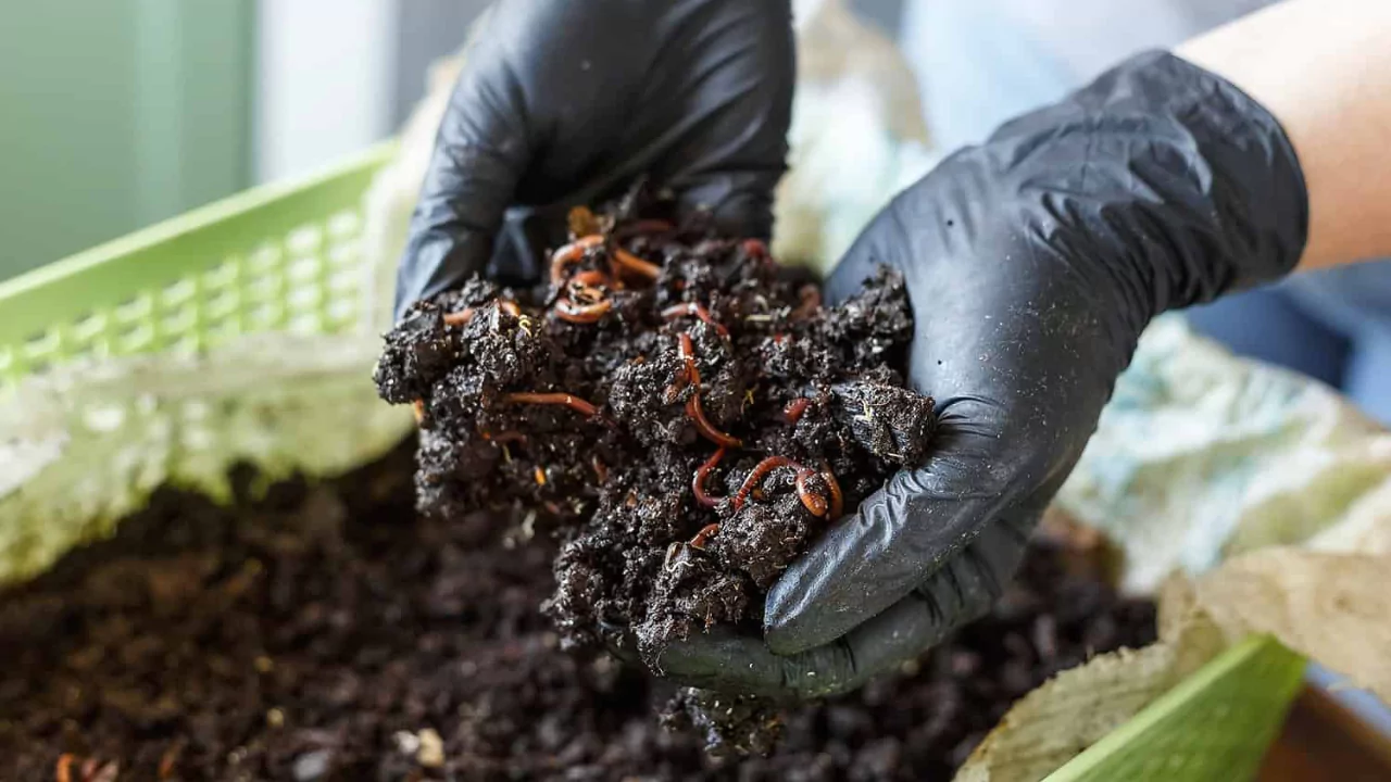 Garden worms 1