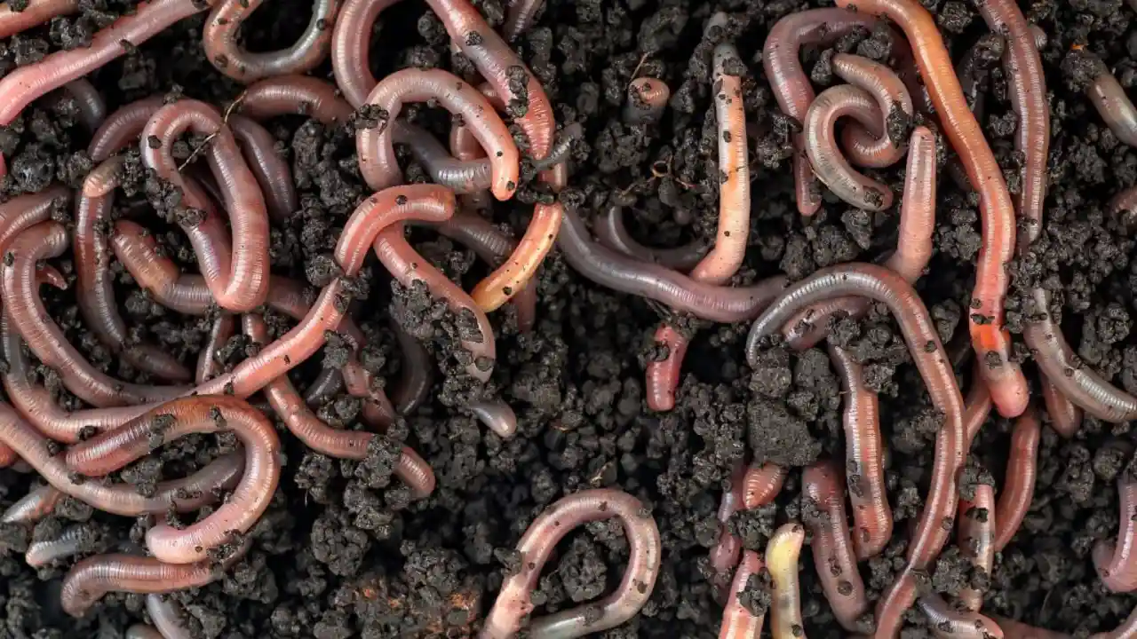 Garden worms