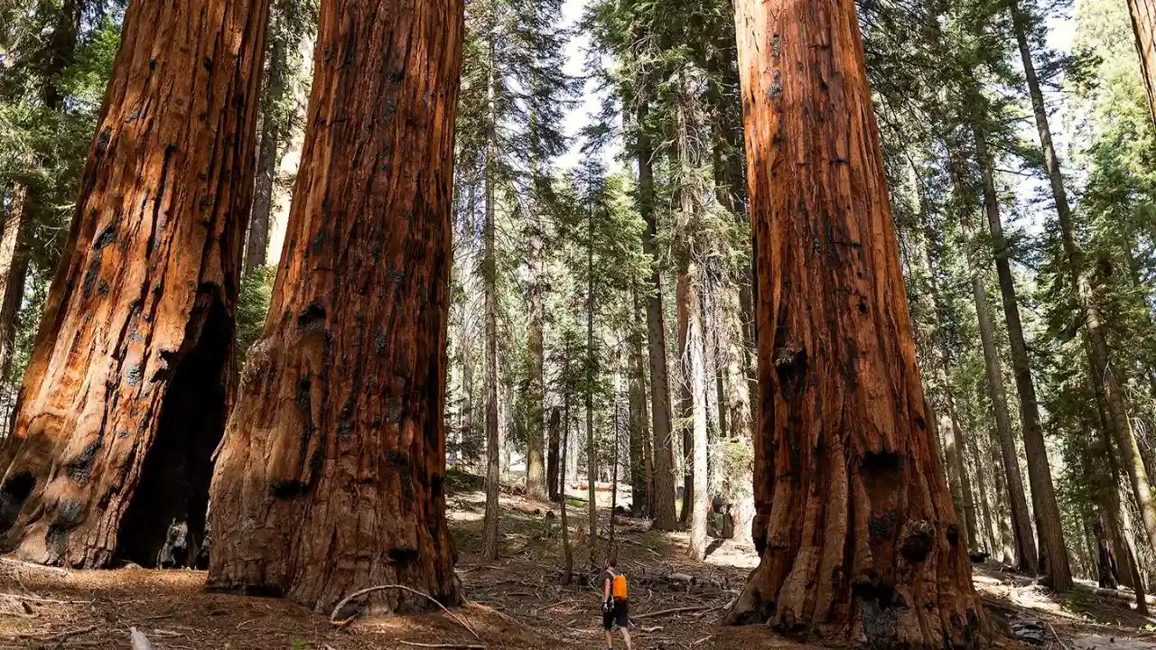 Giant Sequoia park