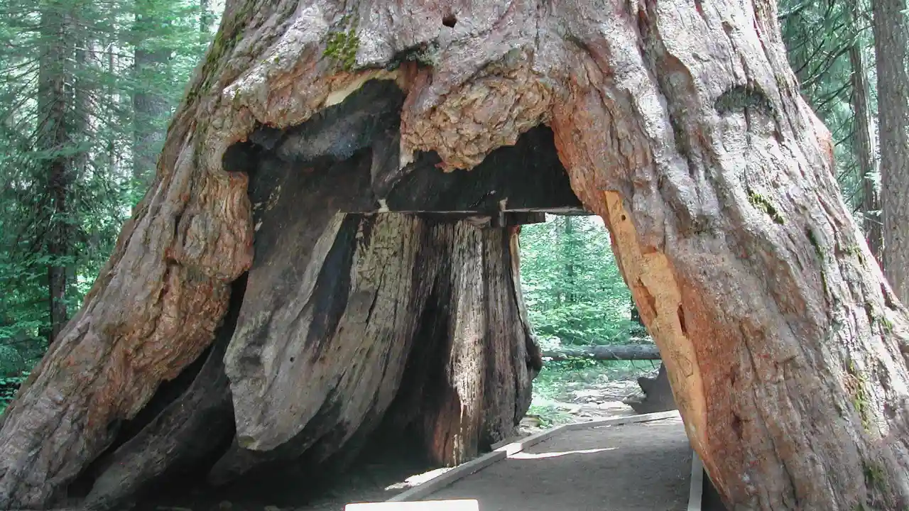 Giant Sequoia