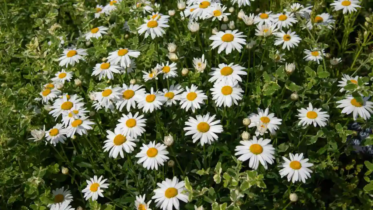 Giant daisy