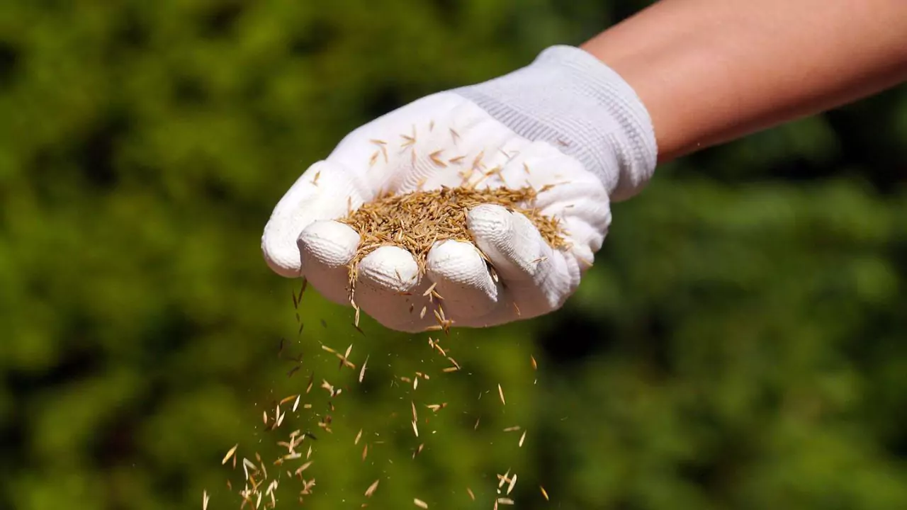 Do Grass Seeds Die in the Cold