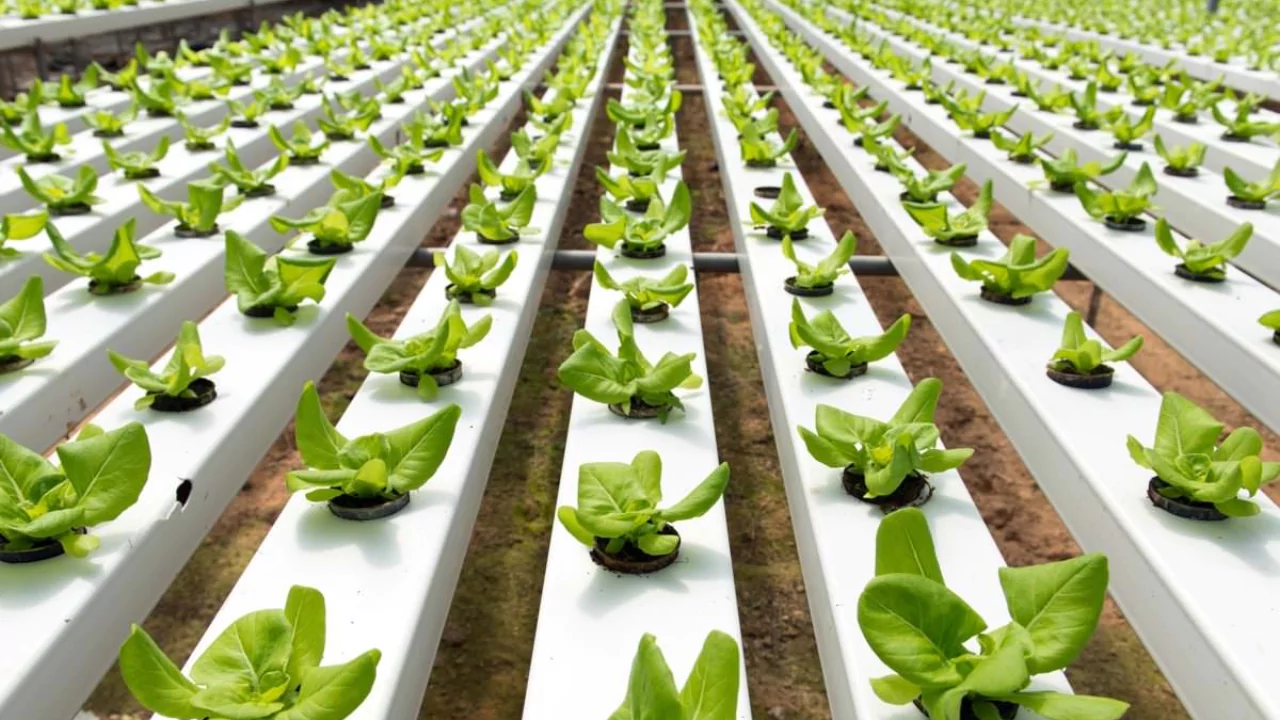 How To Grow Saffron Hydroponically 3 Grow Hydroponic Vegetables for Profits