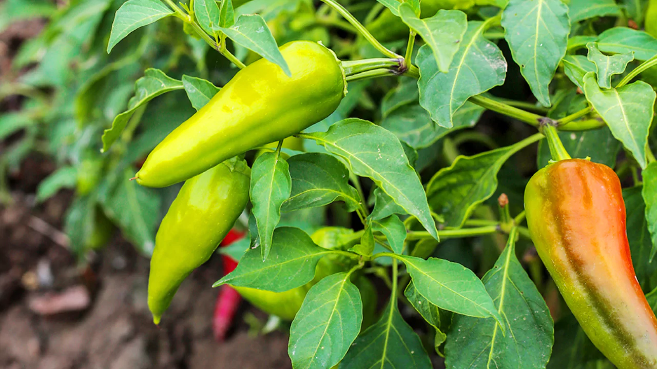 What Vegetables Can Be Grown Hydroponically