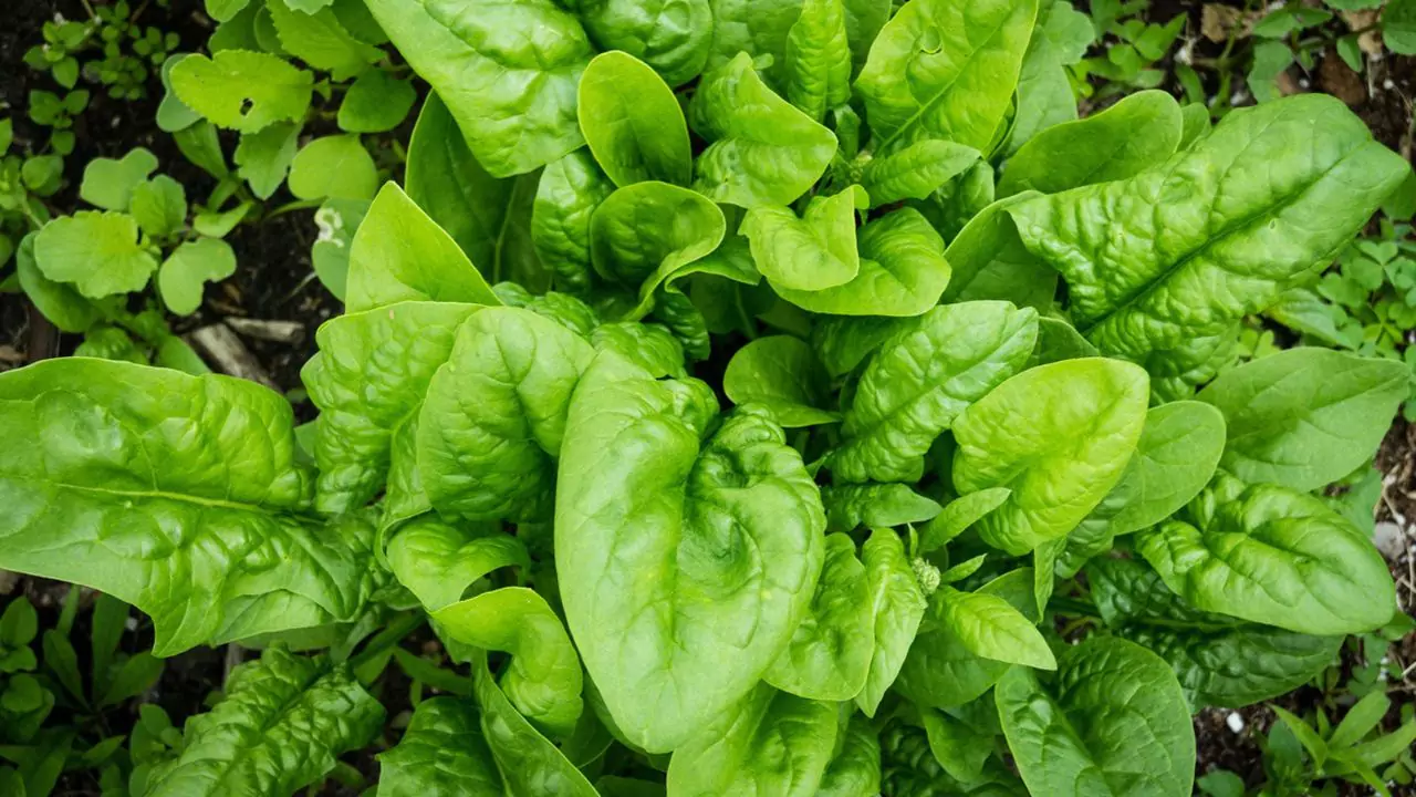 How to Successfully Grow Spinach Indoors