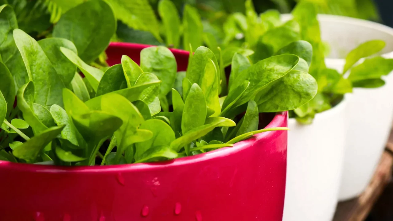 Grow spinach