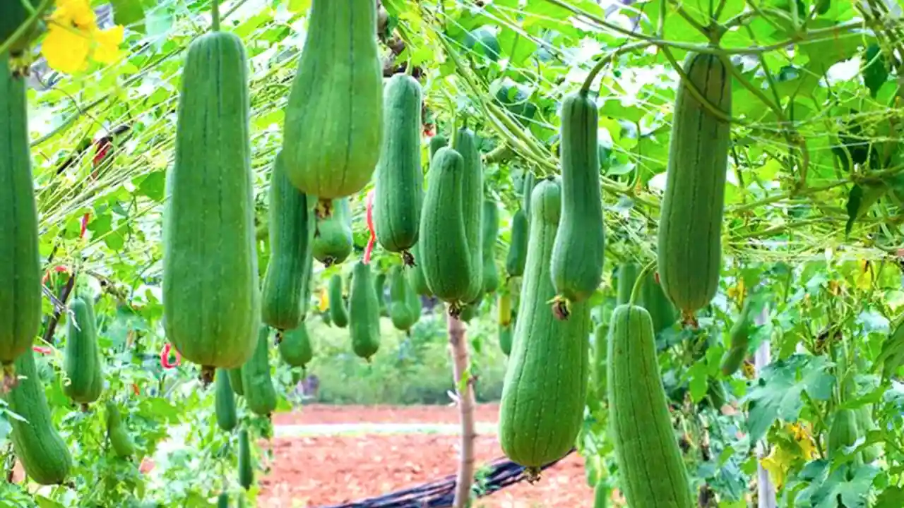 Growers Guide for Patola 3 Growers Guide How to grow Patola