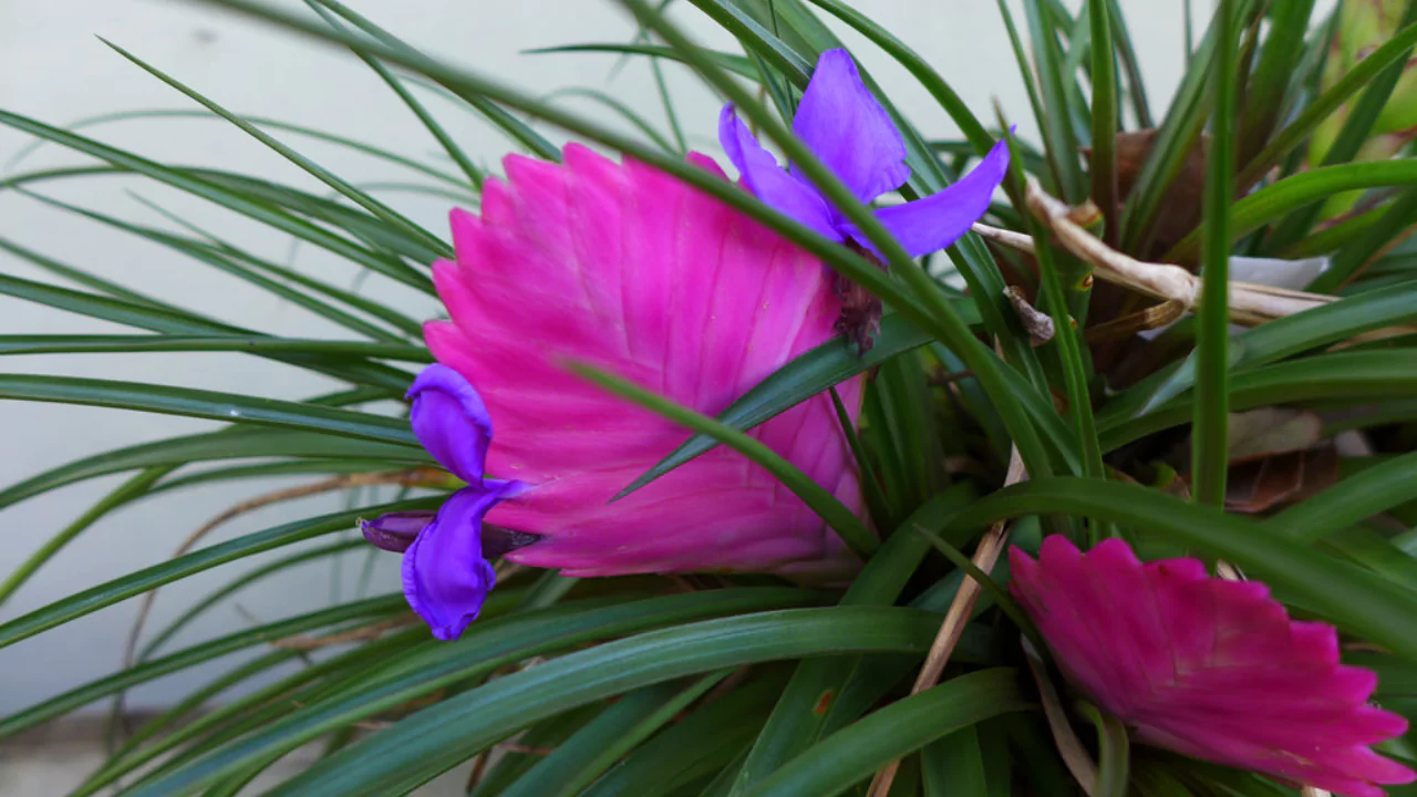 Growing Pink Quill