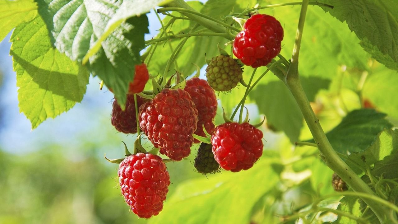 Growers Guide For Raspberries In Texas 2 Growing Raspberries