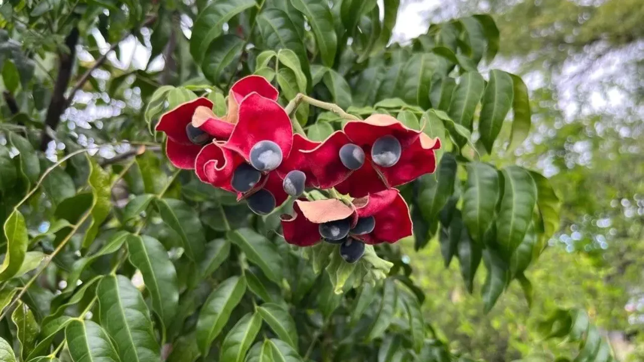 Growing conditions Mgambo Tree
