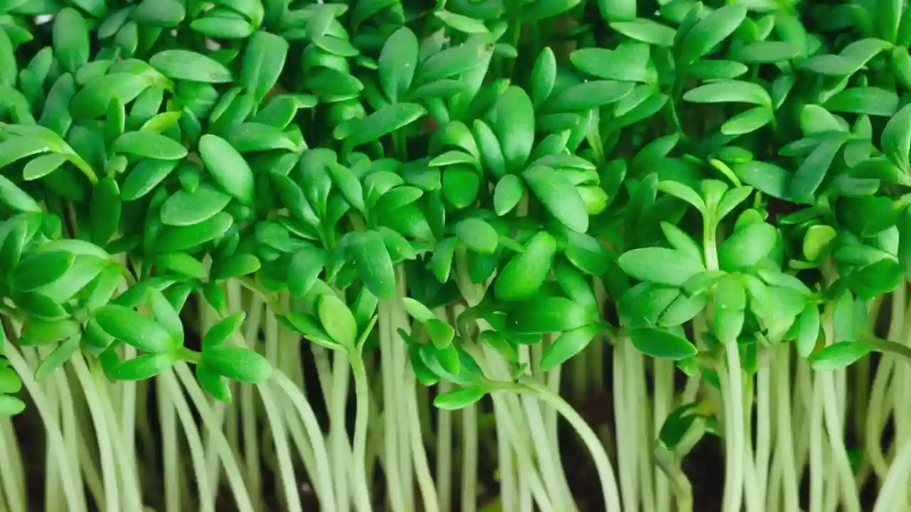Growing cress care 2