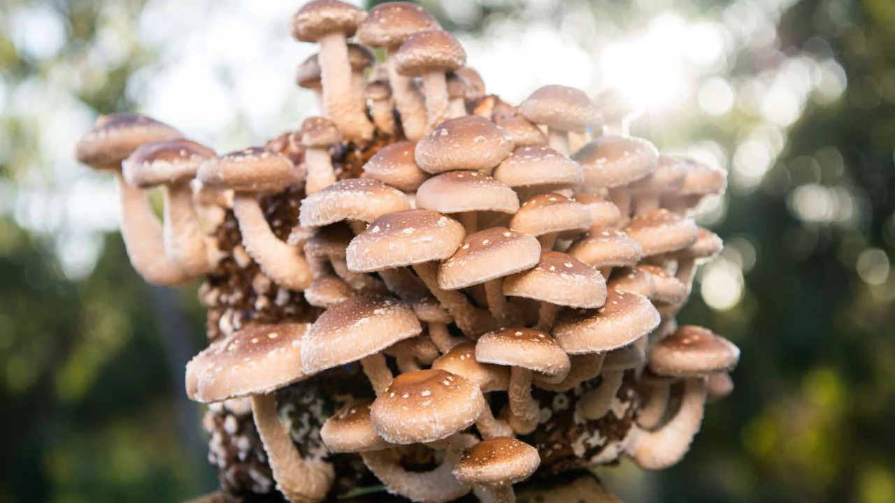 Growing mushrooms inside
