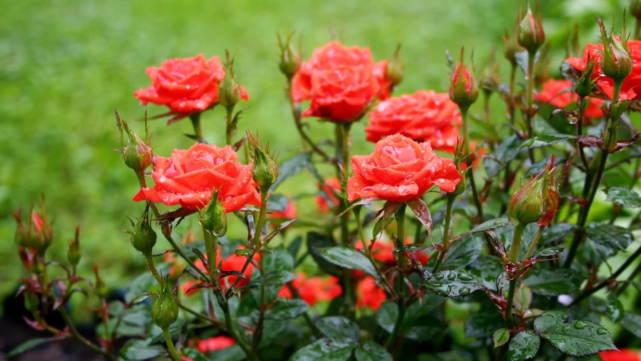 Do Roses Like Ground Coffee