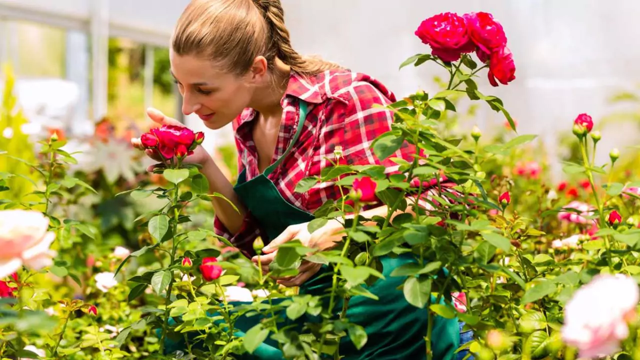 Can You Grow Your Own Wedding Bouquets? 6 Growing red roses 4