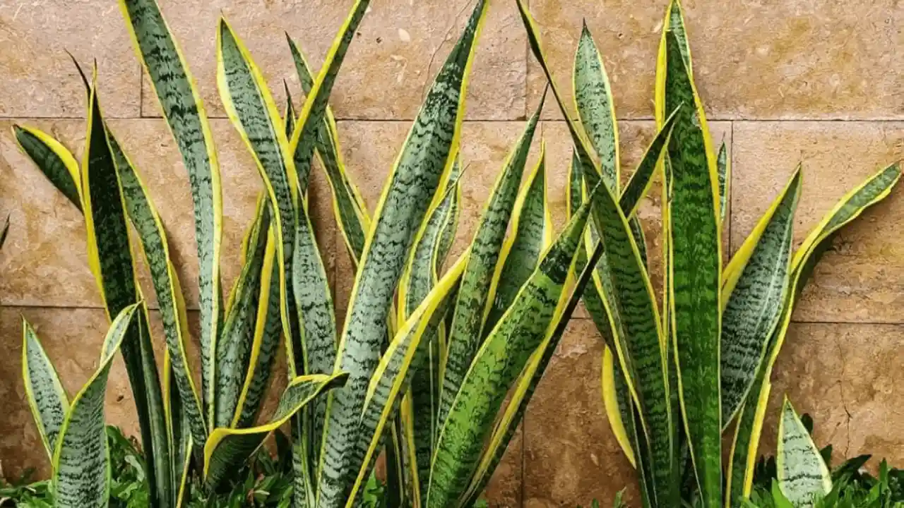 Can I Put My Snake Plant In an Outdoor Container? 2 Growing snake plant