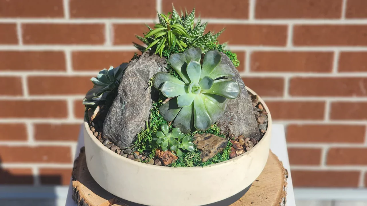Can You Use Epsom Salt on Succulents? 2 Growing succulents
