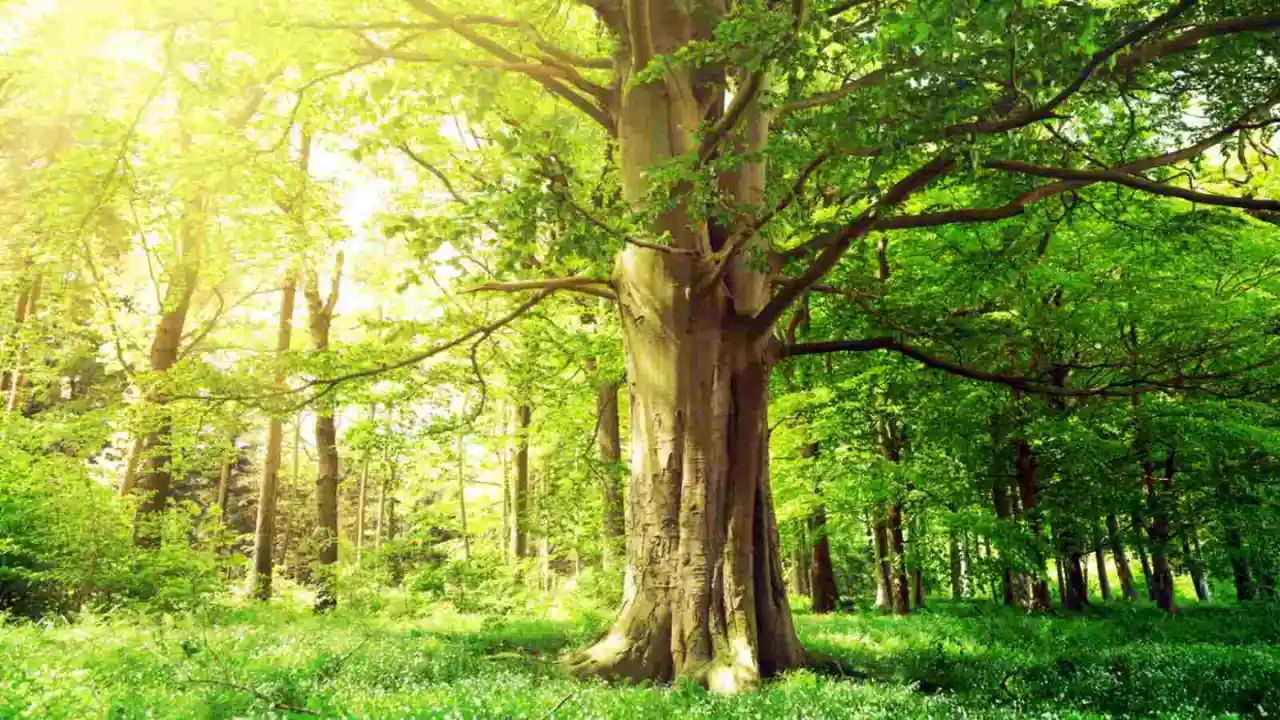 Hardwood beech tree 1