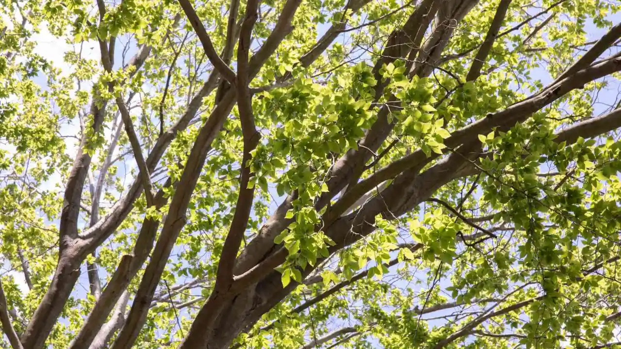 Hardwood beech tree
