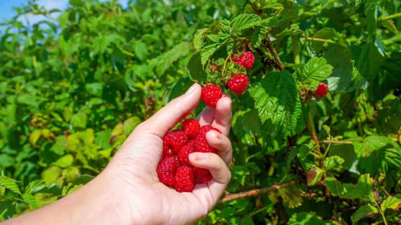 Growers Guide For Raspberries In Texas 10 Harvest raspberries 1