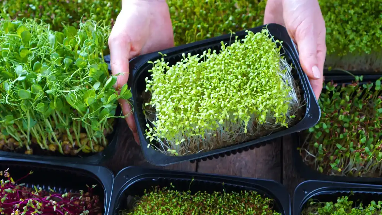 Harvesting microgreens guide and tips