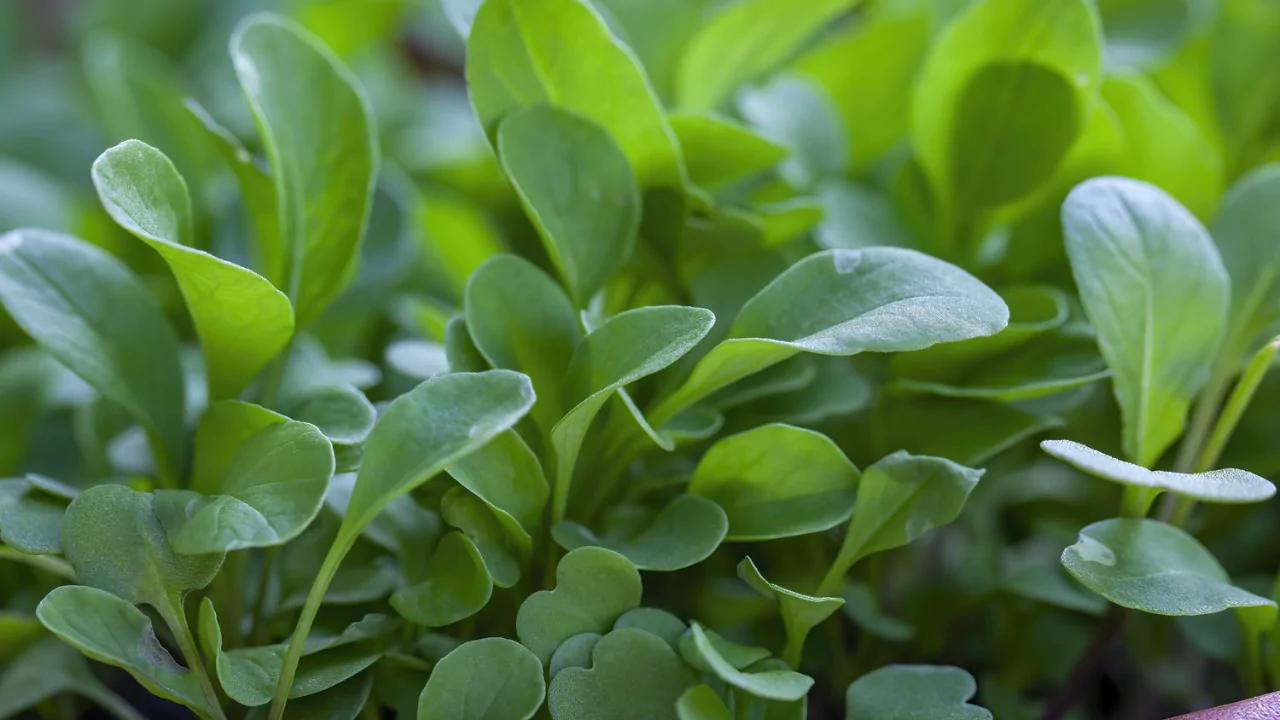 Grower Guide for Watercress Without Soil 3 Health benefits watercress