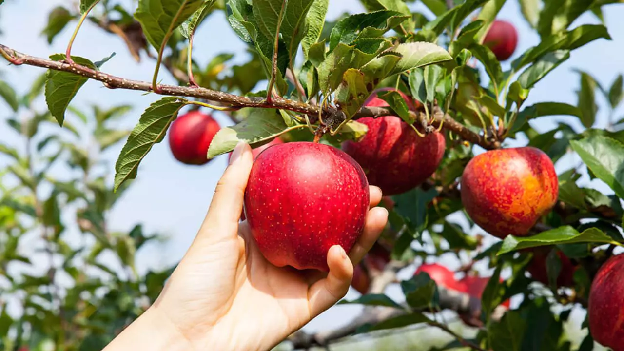 How to Grow Organic Apples without Worms