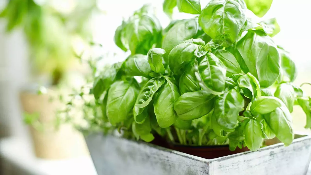 How To Store Basil Seeds 4 Healthy basil leaves