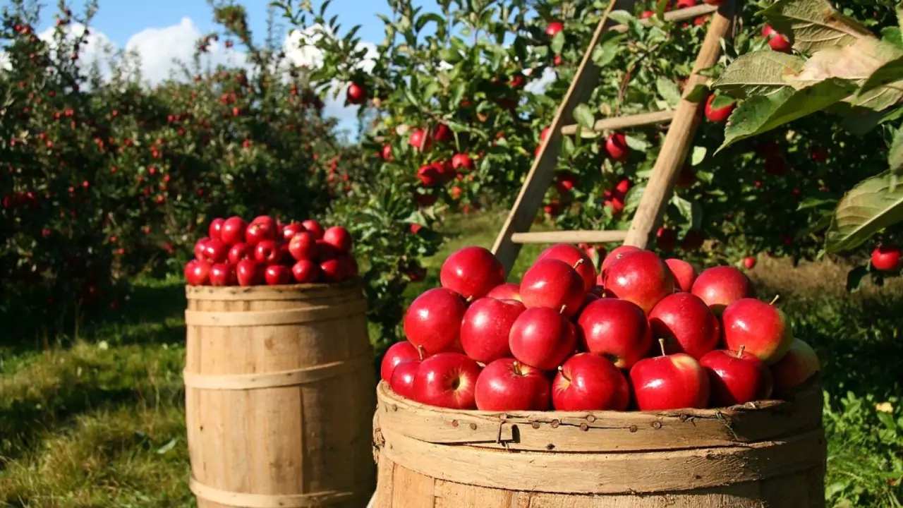 How to Grow Organic Apples without Worms? 1 Healthy organic apples
