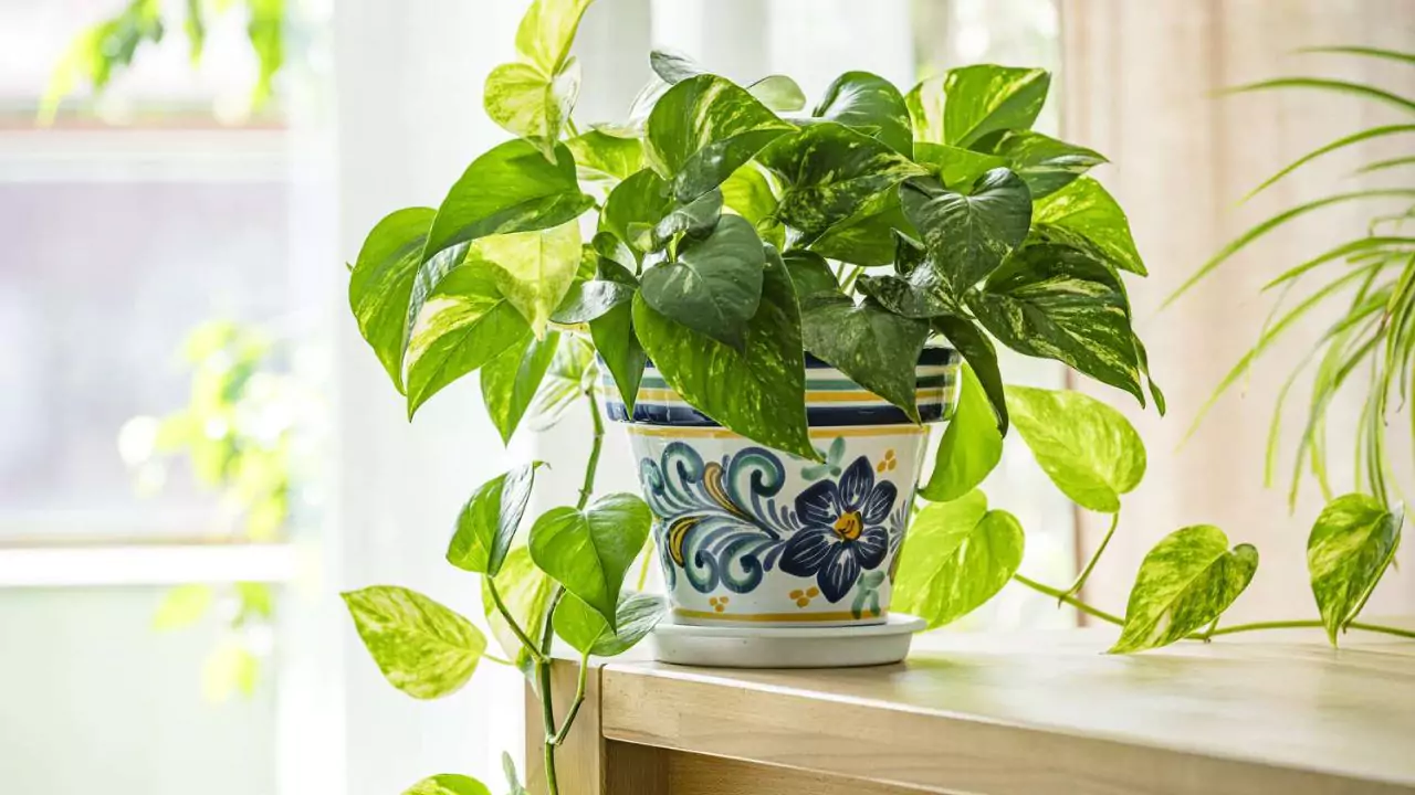 Healthy pothos 1