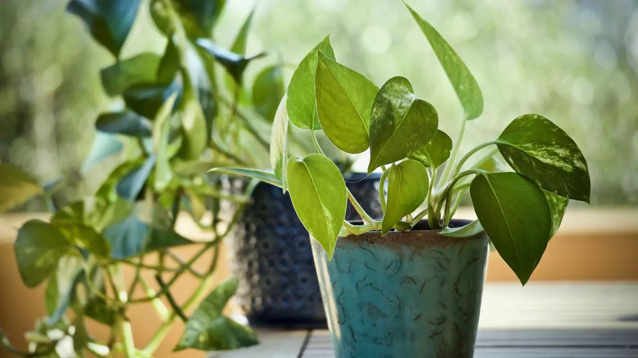 Healthy pothos