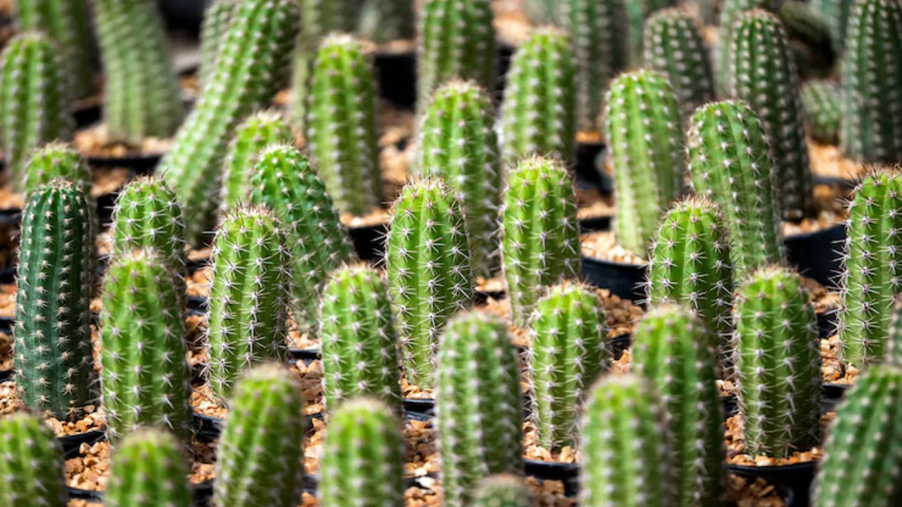 10 Beautiful Large & Tall Succulents for Home and Garden 9 Hedge cactus