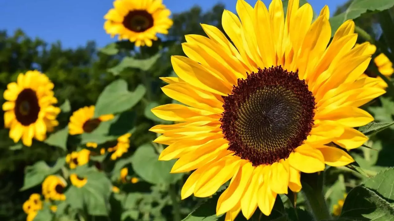 Can You Grow Your Own Wedding Bouquets? 4 Himawari Sunflowers