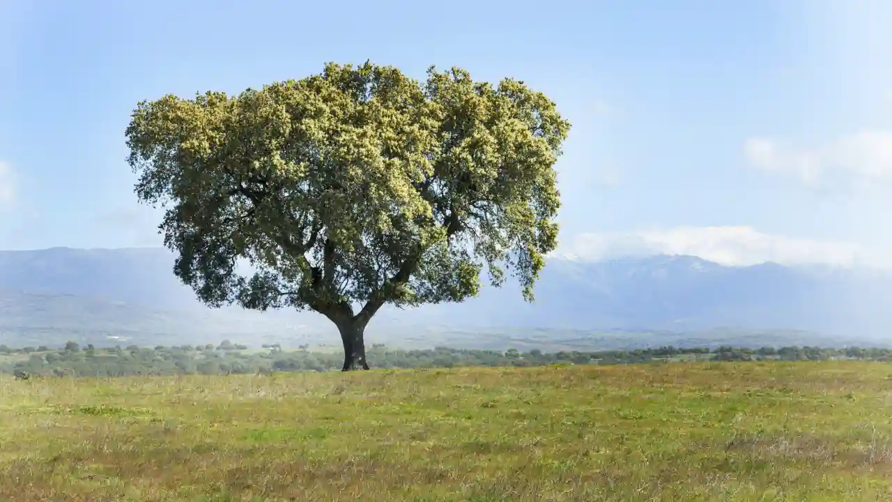 Holm Oak