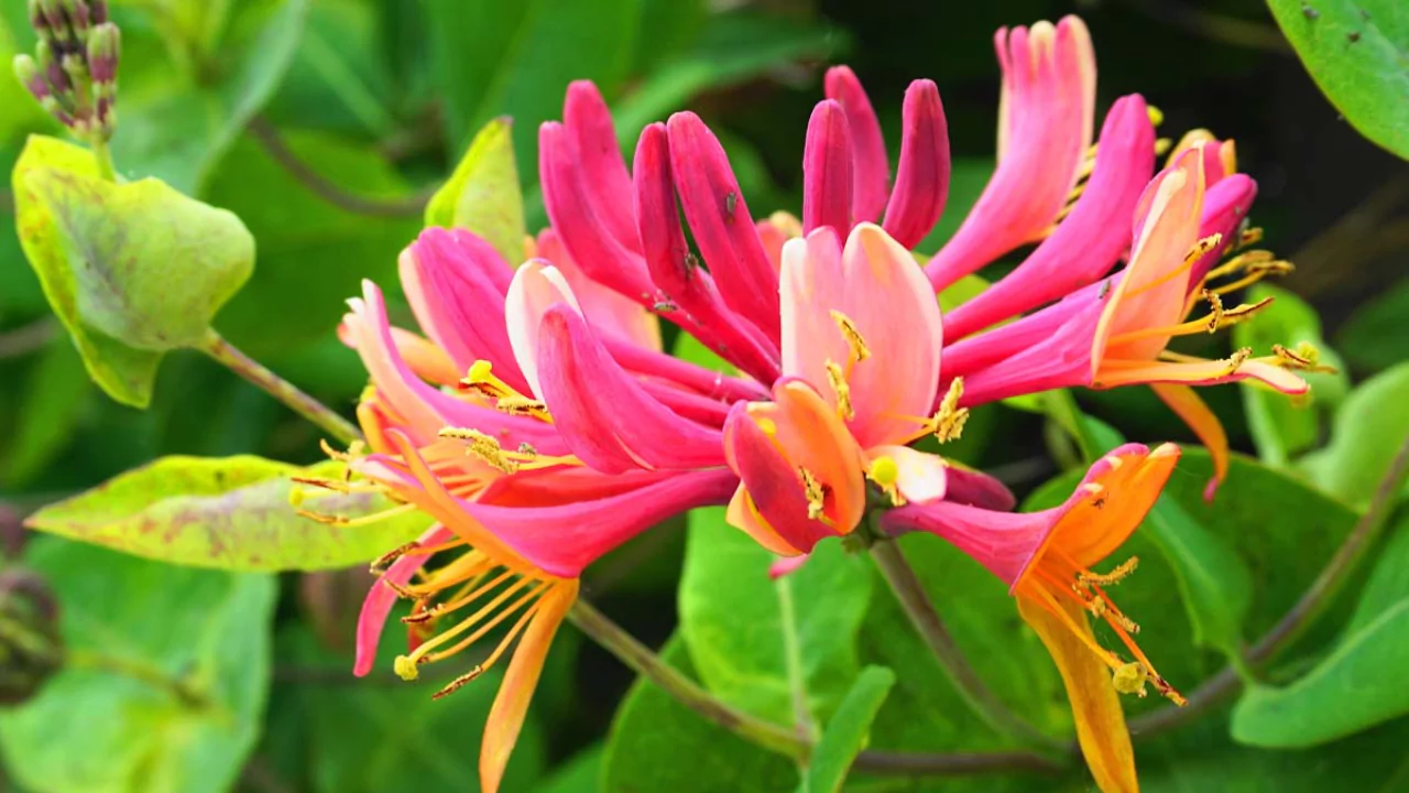 Honeysuckle