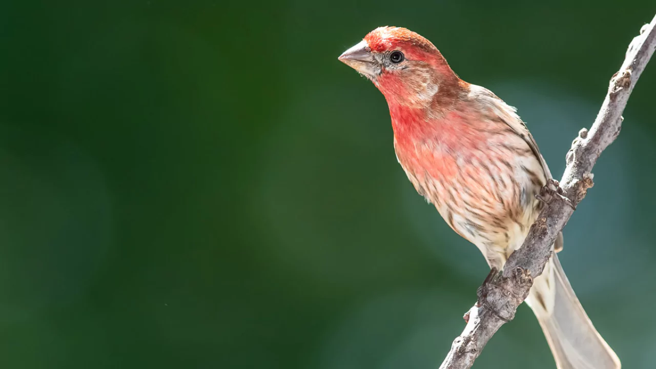 12 Backyard Birds of Ohio 7 House Finch
