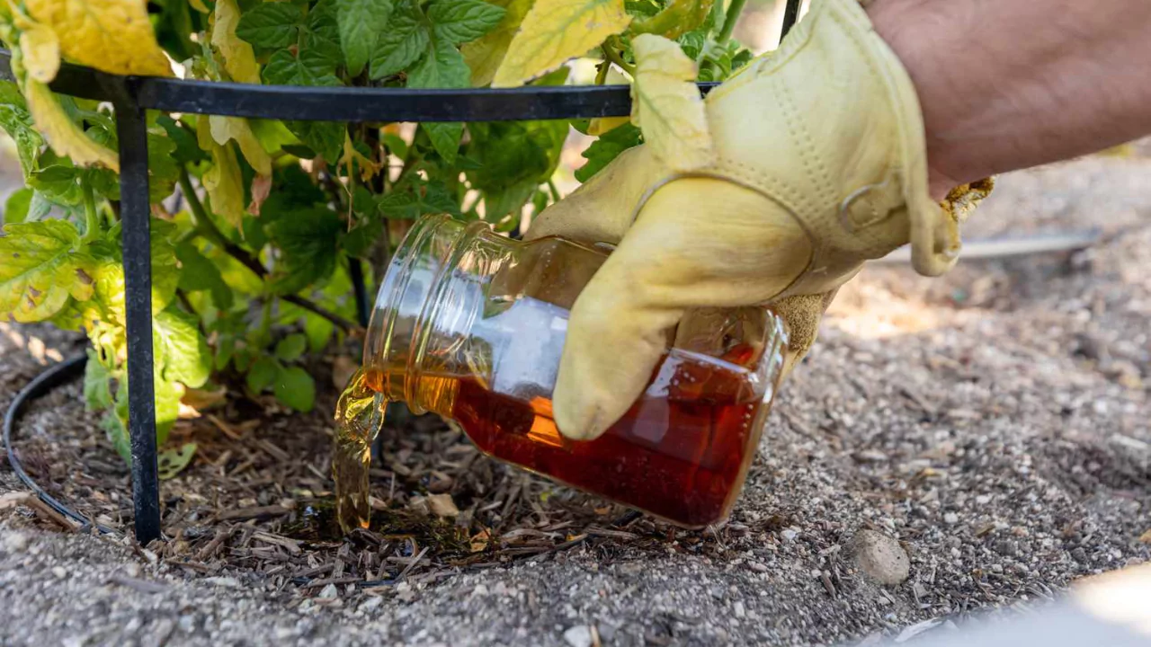 Compost Tea Feeding Schedule: How Often Should You Feed Your Plants? 1 How Do You Apply Compost Tea