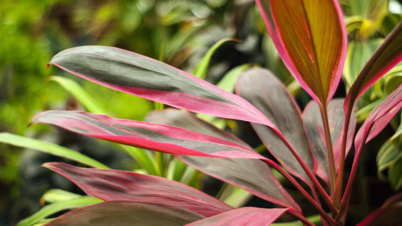 Cordyline Problems: Common Issues and Cures 2 How to apply fertilizer to Cordyline