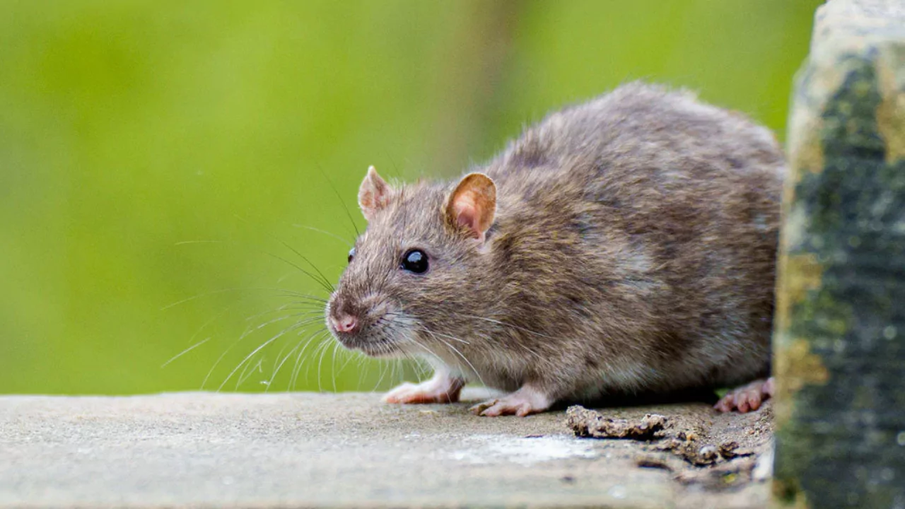 Do Backyard Ponds Attract Rats? 3 How to deal with rats 1