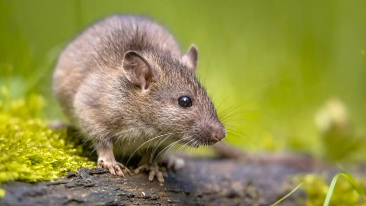 Do Backyard Ponds Attract Rats? 2 How to deal with rats