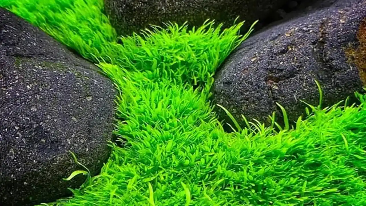 Growers Guide for Utricularia Graminifolia 1 How to grow Utricularia graminifolia submersed 1