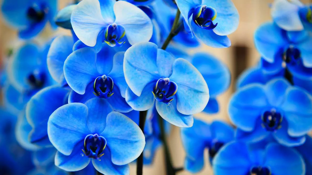 How to grow blue Orchids