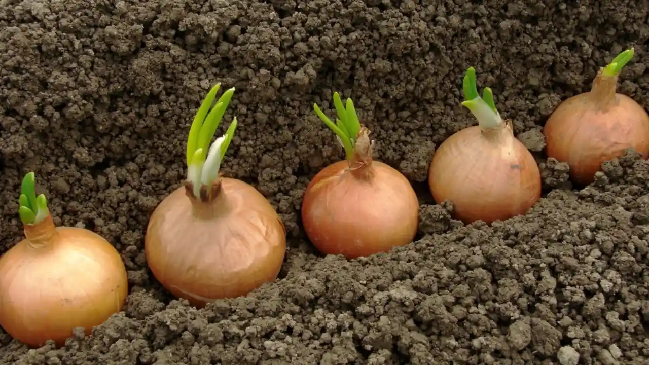 How Long Do Onions Take To Grow: A Journey From Seed to Cutting Board 1 How to plant onion