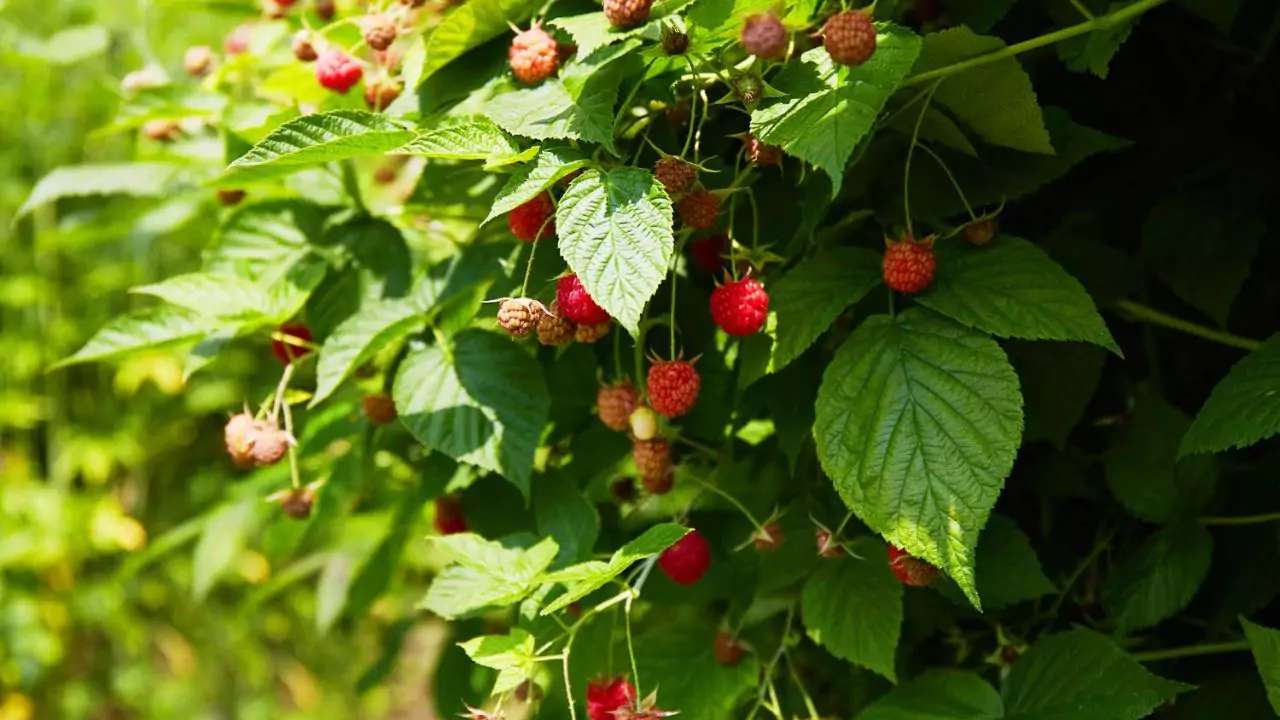 Growers Guide For Raspberries In Texas 9 How to prune raspberry plants