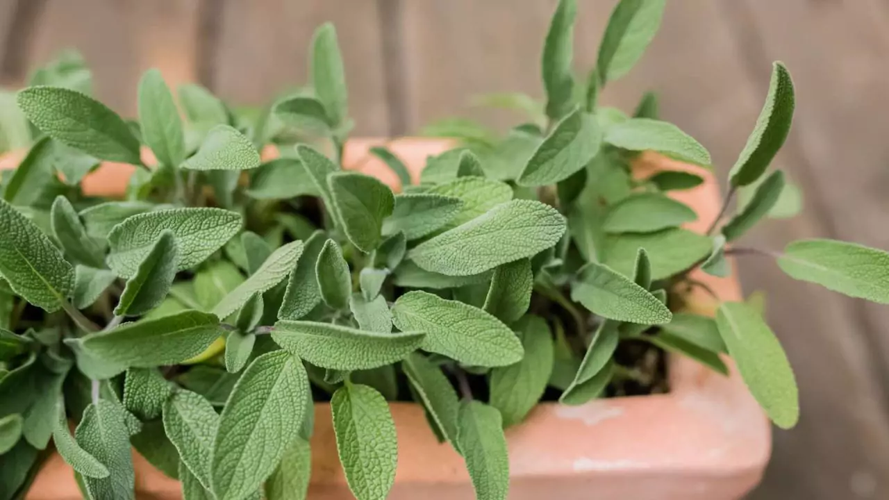 Why Are My Sage Leaves Turning Black