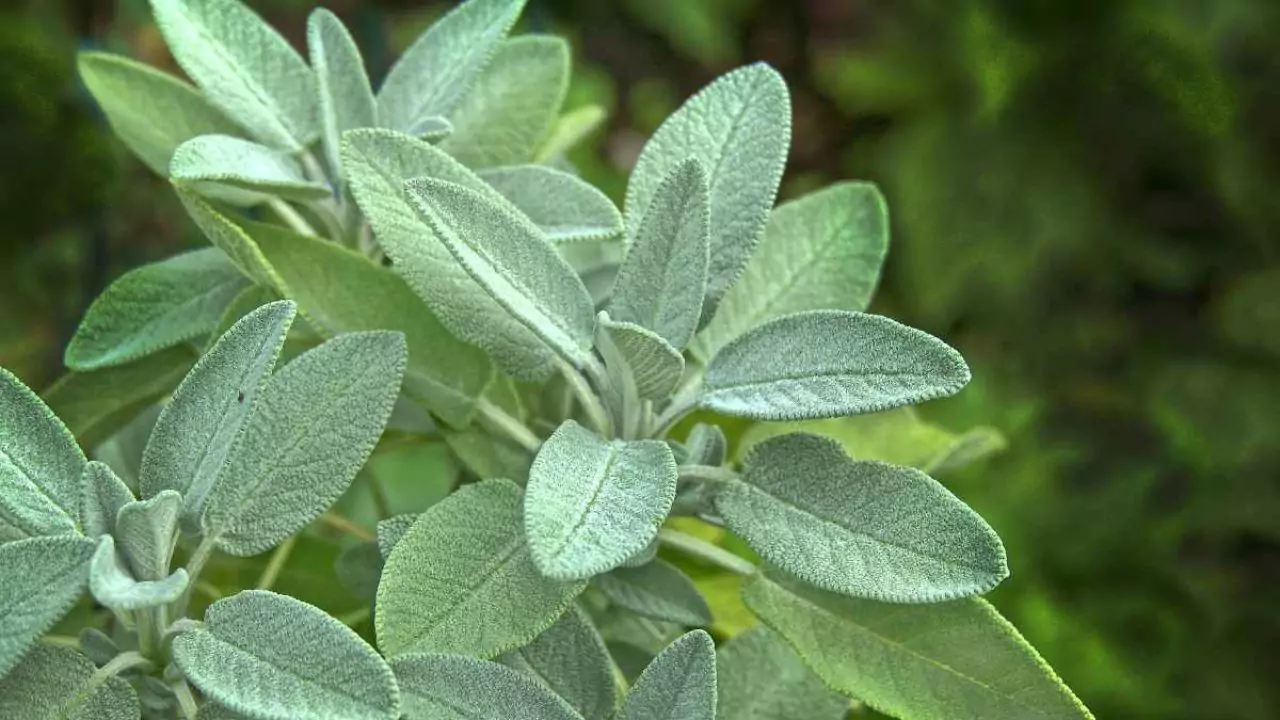 10 Outdoor Plants That Repel Mosquitoes 7 Humidity sage