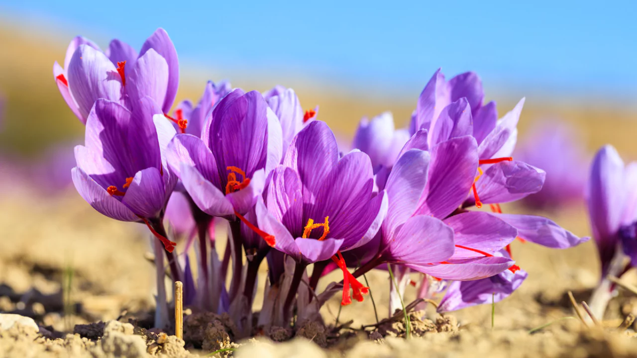 How To Grow Saffron Hydroponically 1 Hydroponics Saffron